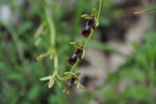 la mouche
