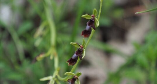 la mouche