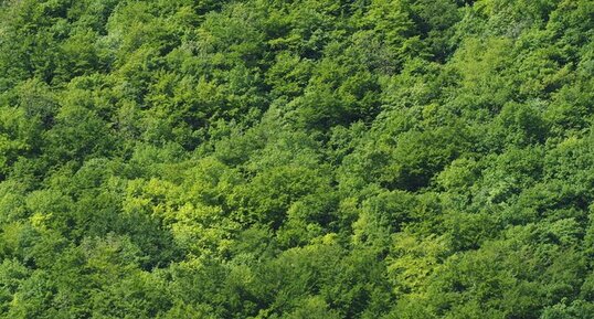 forêt